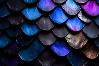 Metallic fish scale pattern in vibrant blue and purple hues creates dramatic texture and shine, arranged in overlapping rows against dark background.