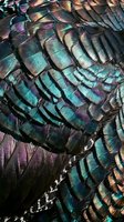 Iridescent feathers with vibrant turquoise, purple, and bronze metallic tones display intricate layered patterns and natural texture details for wildlife and nature design projects.