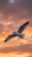 Seagull soaring through dramatic sunset sky with orange and purple clouds, wings spread wide in graceful flight, peaceful evening atmosphere.