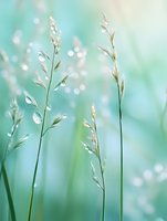 Fresh morning dew drops on delicate grass stems against soft mint green background create dreamy natural macro photography composition for wellness designs.