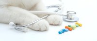 White cat paws with stethoscope and colorful pills on clean background for veterinary healthcare and pet medicine concepts.