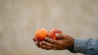 Weathered hands holding two ripe apples against neutral background, representing harvest, agriculture, farming, and sustainable food production for editorial and commercial use.