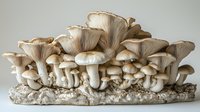Fresh oyster mushrooms growing in cluster formation on natural substrate, displaying delicate gills and cream-colored caps in varying sizes against neutral background.