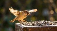 Small brown sparrow bird landing on wooden feeder filled with sunflower seeds in backyard garden with wings spread during golden hour lighting.