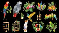 Colorful parrots and macaws isolated on transparent background, ready for t-shirt design, clipart, stickers, sublimation, and print-on-demand projects.