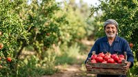 Mature male farmer with gray beard, wearing blue shirt and cap, harvesting ripe red tomatoes in organic garden orchard, holding wooden basket of fresh produce for farmers market or agricultural business.