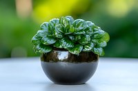 Lush green peperomia plant with glossy round leaves growing in modern black ceramic pot against soft bokeh background, fresh home decor on white surface.