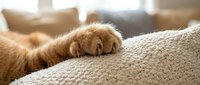 Orange tabby cat paw resting on beige textured sofa in cozy living room with soft natural lighting creating peaceful domestic atmosphere.