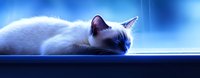 Sleeping Siamese cat with blue tones in panoramic composition, resting on dark surface against ethereal glowing background, creating dreamy atmospheric mood.