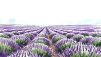Endless rows of blooming lavender field stretching to horizon under soft cloudy sky, creating peaceful rural landscape for aromatherapy and wellness designs.
