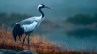 Elegant crane with distinctive red crown standing in autumn grass near misty water at dawn.