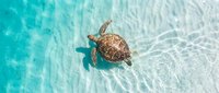 Sea turtle swimming in shallow turquoise water with sandy bottom visible below, aerial view for travel and marine wildlife content.