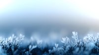 Delicate frost crystals forming on winter plants against blurred blue background, macro nature photography showing intricate ice patterns and seasonal cold weather details.
