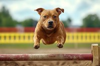 Athletic brown pit bull mix dog jumping over agility course hurdle, displaying power and grace in mid-air leap against colorful outdoor background.