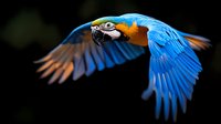 Blue and gold macaw in flight against dark background showcasing vibrant wing spread and natural grace, dramatic lighting highlights feather detail and motion.