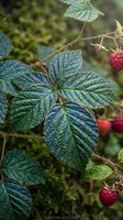 Fresh raspberry plant with ripe red berries and textured green leaves growing in natural garden setting for organic farming and healthy eating concepts.