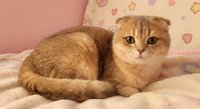 Adorable orange Scottish Fold kitten with folded ears lying on soft pink bedding in cozy bedroom setting for pet and animal lovers.