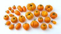 Orange heirloom tomatoes and small pumpkins arranged on white background. Isolated produce for culinary, agricultural, and seasonal design projects.
