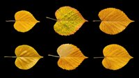 Autumn aspen leaves in various stages of seasonal color change, isolated on transparent background. Ready for clipart, t-shirt design, sublimation, print-on-demand products and stickers.