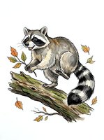 Illustrated raccoon perched on a moss-covered branch with falling autumn leaves, rendered in watercolor and ink style. Isolated on white background, suitable for children's books, educational materials, and design projects.