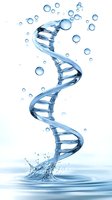 Water DNA double helix structure emerging from liquid splash with floating bubbles on white background for science and genetics research concepts.