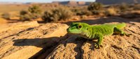 Bright green lizard resting on sun-baked rock in arid desert landscape with sparse vegetation and sandy terrain in background. Wildlife photography.