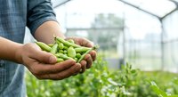 Farmer holding fresh green peas in hands inside greenhouse with vegetable plants growing in background, agricultural harvest and organic farming concept.