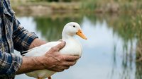 White duck held in hands of male farmer wearing plaid shirt by water, suitable for agriculture, farming, poultry, and rural lifestyle content.