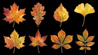 Autumn leaves collection isolated on transparent background, perfect for stickers, t-shirt design, clipart, sublimation, and print on demand projects.