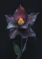 Dark purple hellebore flower with water droplets against black background, featuring yellow stamens and dramatic lighting for botanical art and nature photography.