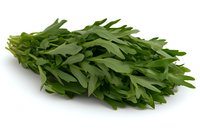 Fresh green mugwort leaves bunch isolated on white background. Aromatic culinary herb and medicinal plant used in Asian cuisine and traditional medicine.