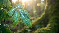 Fresh green leaves with sunlight filtering through forest canopy creating natural bokeh effect and warm golden hour lighting for wellness concepts.