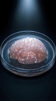 Human brain in a glass petri dish on dark background, dramatic spotlight lighting, neuroscience and medical research concept.