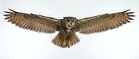 Isolated eagle owl with wings spread wide in flight position against white background, ready for design and print applications.