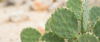 Young prickly pear cactus plants with green paddle-shaped stems growing in sandy desert soil, suitable for botanical and nature stock photography.