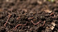 Earthworms crawling through rich soil, essential for composting, gardening, and agricultural practices promoting natural soil health.