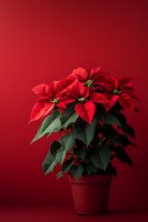 Red poinsettia plant with vibrant bracts and dark green leaves in terracotta pot against deep red background, creating dramatic holiday atmosphere.