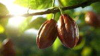Fresh ripe cacao pods hanging on branch with green leaves in sunlight, raw chocolate beans growing on cocoa tree in tropical plantation.