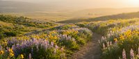 Winding dirt path through blooming lupine wildflower field at golden hour sunset with rolling hills and warm atmospheric lighting creating peaceful landscape scene.