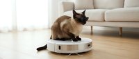 Siamese cat sitting on white robotic vacuum cleaner in modern living room with beige sofa and wooden floor for smart home cleaning automation.