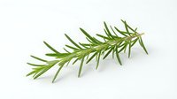 Isolated fresh rosemary herb sprig with green needle-like leaves on white background, suitable for culinary, cooking, and food design projects.