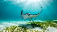Majestic manta ray gliding gracefully over seagrass meadow in crystal clear tropical waters with sunbeams streaming through ocean surface.