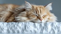 Sleeping ginger cat with long fluffy fur lying on white bedding, close up portrait showing peaceful expression and soft features against gray background.
