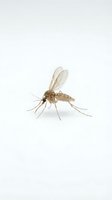 Isolated mosquito with transparent wings and tan body on white background, suitable for medical, educational, pest control, and design applications.