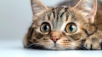 Close up portrait of tabby cat with bright yellow eyes looking directly at camera. Curious expression on feline face against light background.