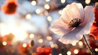 Delicate pink poppy flower in soft evening light with blurred bokeh background creates dreamy romantic atmosphere. Natural floral macro photography.