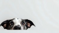 Curious dog peeking over edge with attentive eyes and perked ears against clean white background, creating minimalist pet portrait.