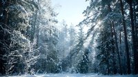 Serene winter forest landscape with snow-covered evergreen trees and soft sunlight filtering through branches, suitable for nature and seasonal backgrounds.