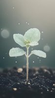Young green seedling emerging from dark soil with morning dew drops on leaves against soft blurred background with bokeh light effects.
