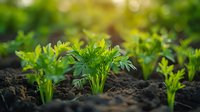 Young carrot plants growing in fertile soil with vibrant green tops emerging from dark earth, illuminated by soft sunlight in organic vegetable garden.